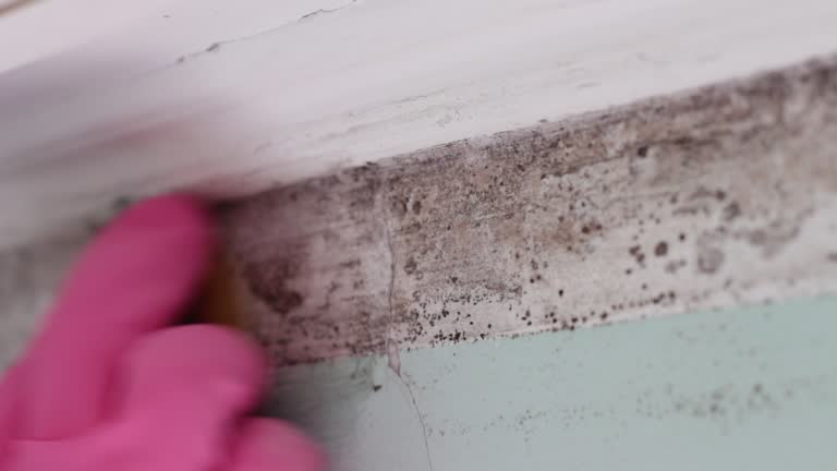 Best Biohazard Mold Removal  in Perezville, TX